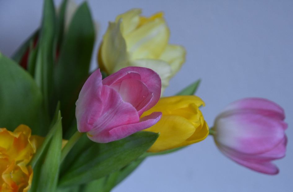 Tulpen - Planten - 