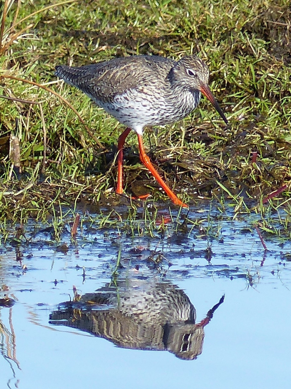 tureluur - Vogels - tureluur