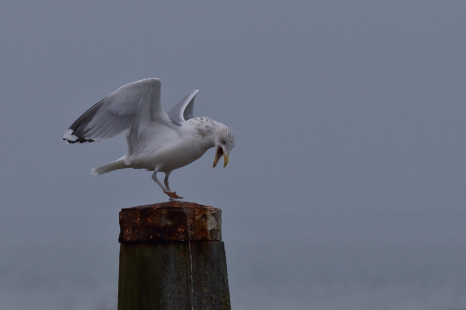 van de ''daken'' schreeuwen - Vogels - zilvermeeuw -adult-