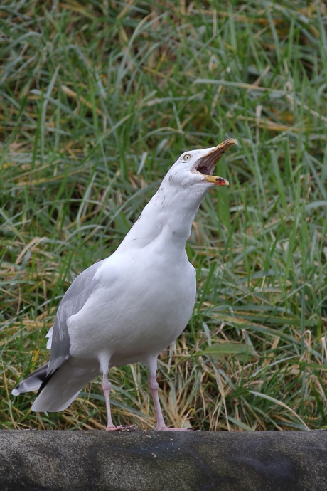 van de daken schreeuwen