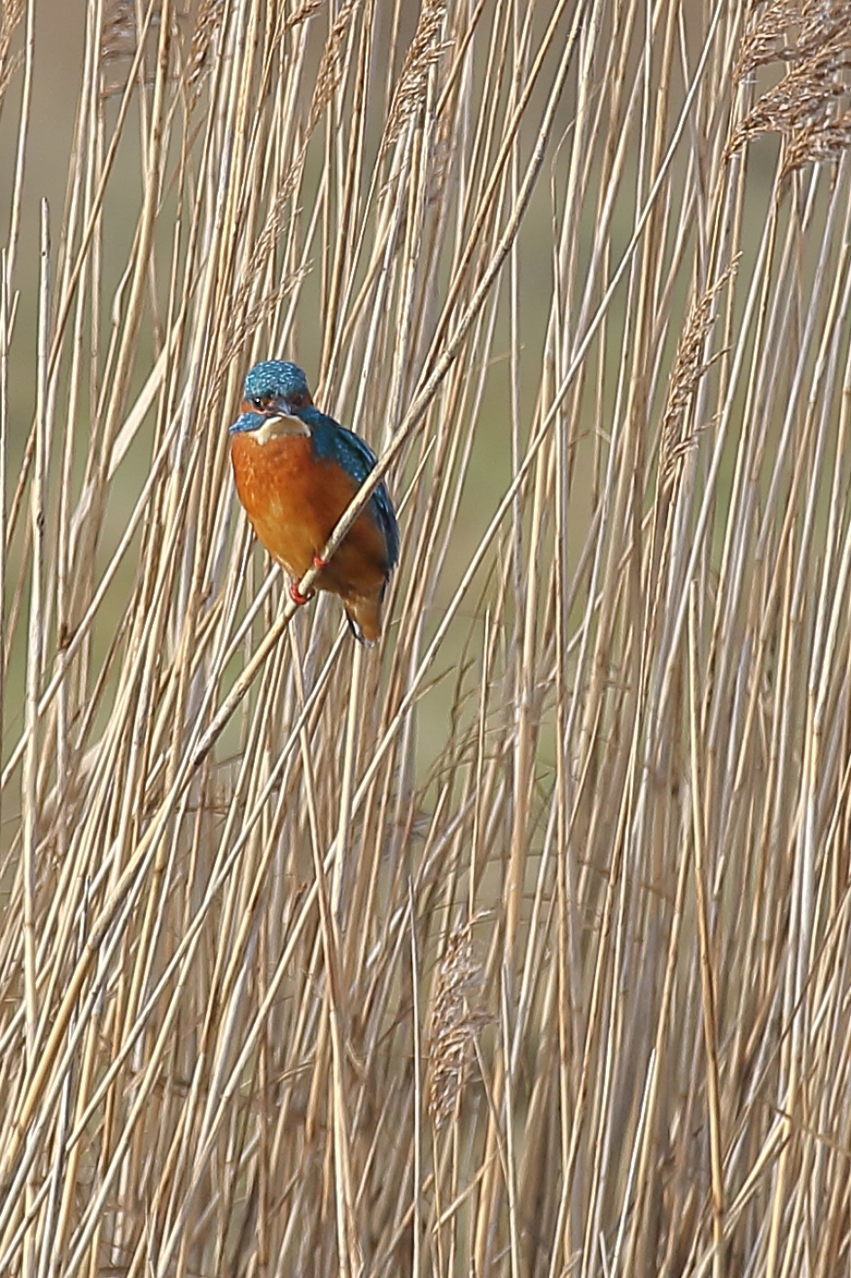 vanuit de verte - Vogels - ijsvogel