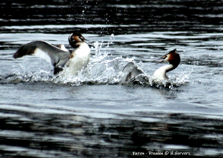 Vechtende Futen.