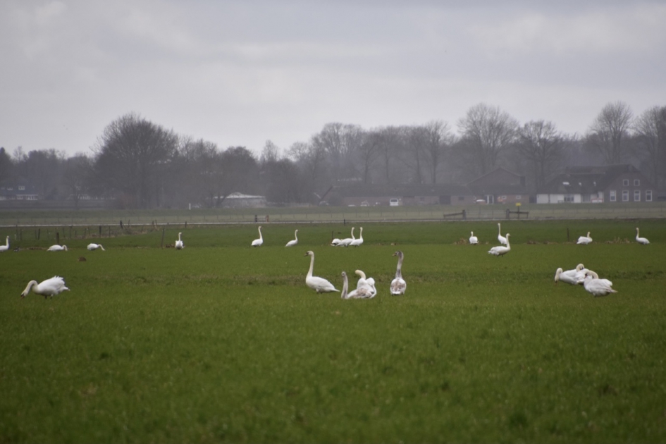 Veel zwanen aan het grazen - Vogels - 