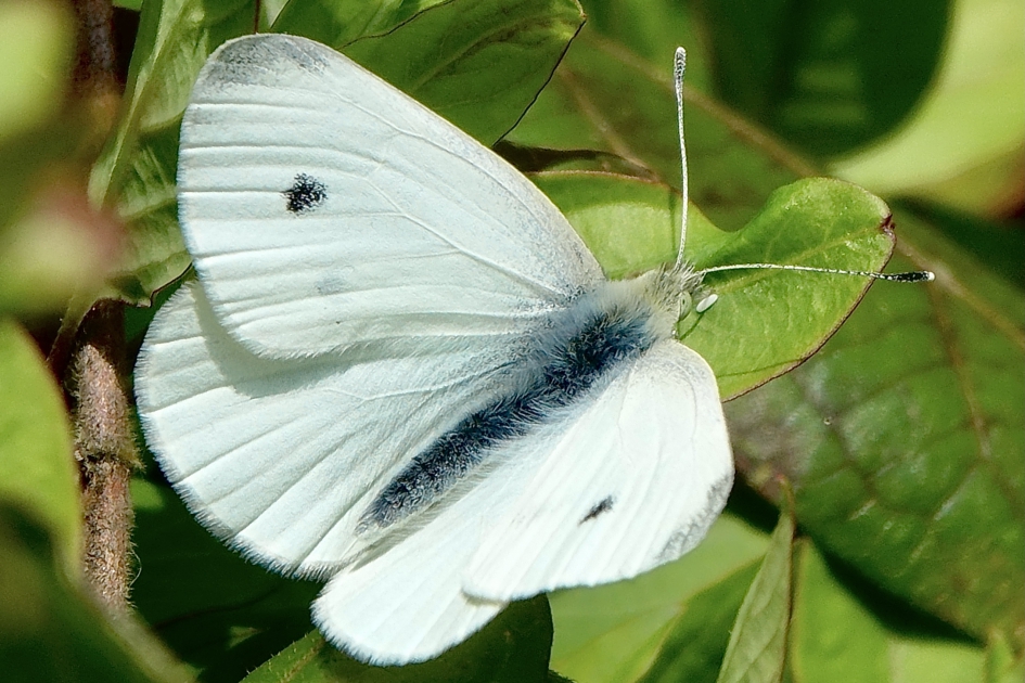 Vers nieuw witje - Geleedpotigen - Groot Koolwitje