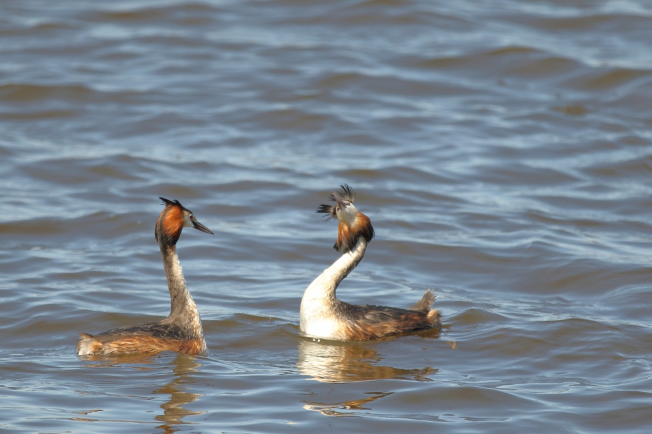 versieren - Vogels - fuut