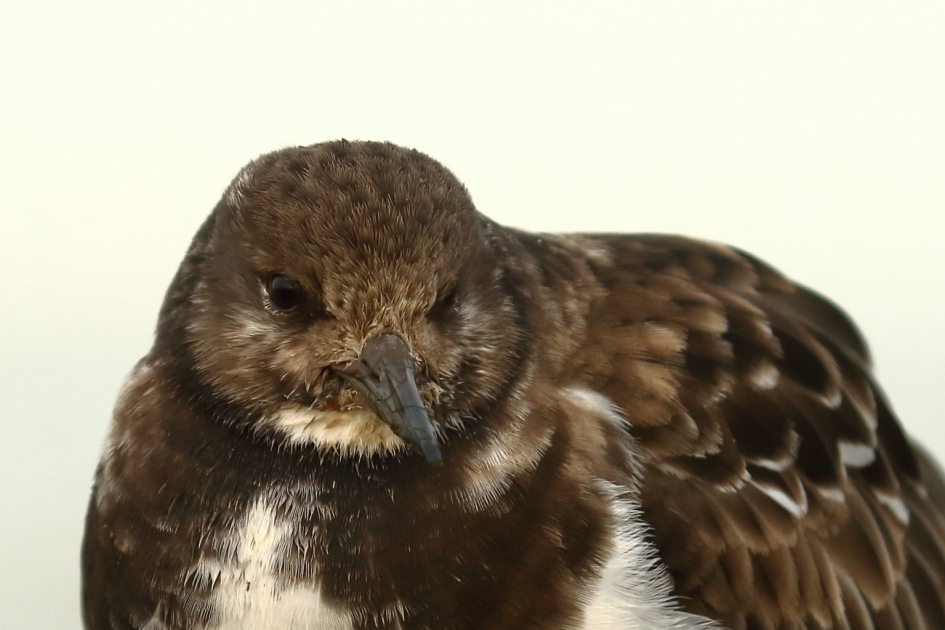 vlak voor de lens - Vogels - steenloper