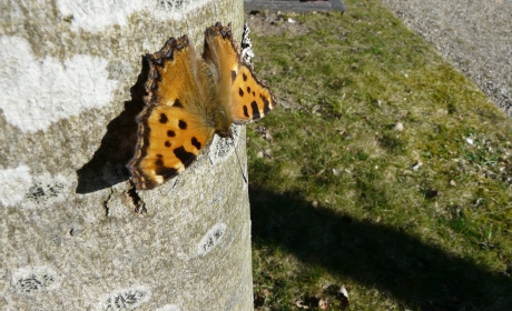Vlinder op boomstam.