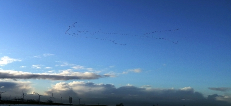 Vogels formeren zich tot vliegtuig