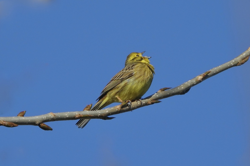 Vol overgave - Vogels - Geelgors