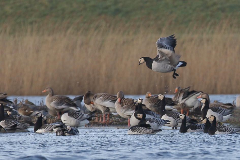 volle bak - Vogels - brandgans