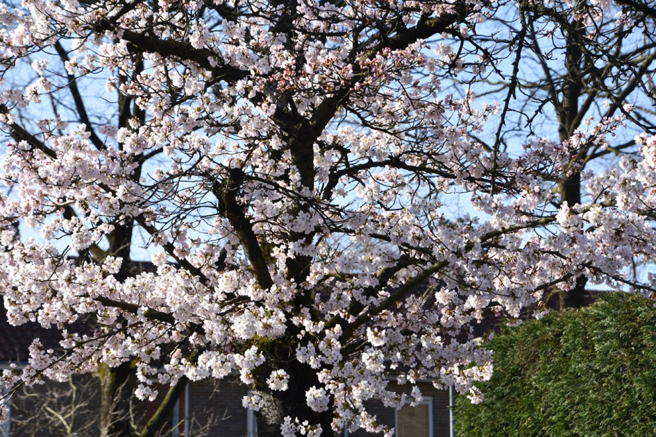 Volop in bloei - Planten - 