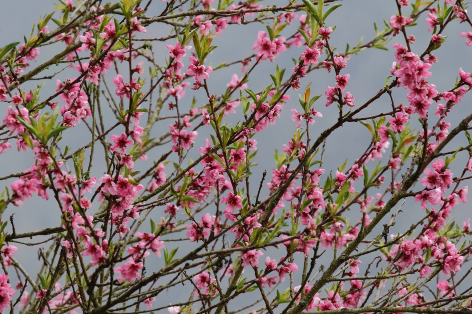 voorjaar 2021 - Planten - 