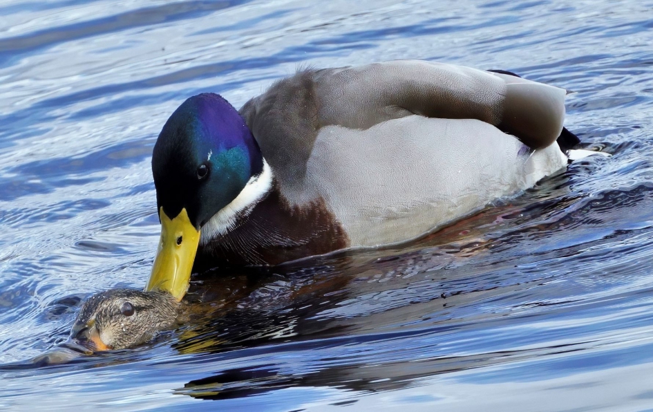 Voorjaar?? - Vogels - Wilde eend