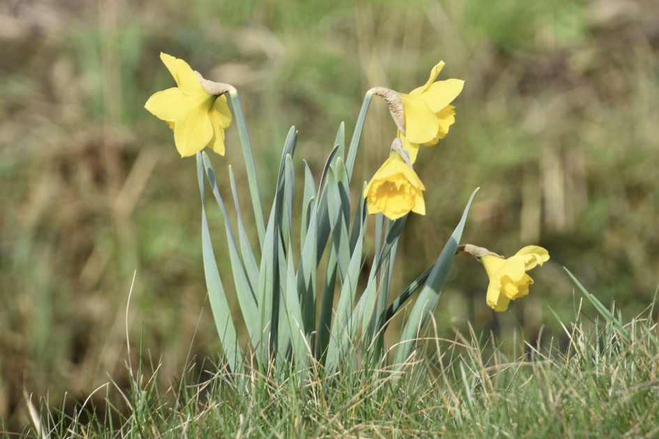 Voorjaar - Planten - 