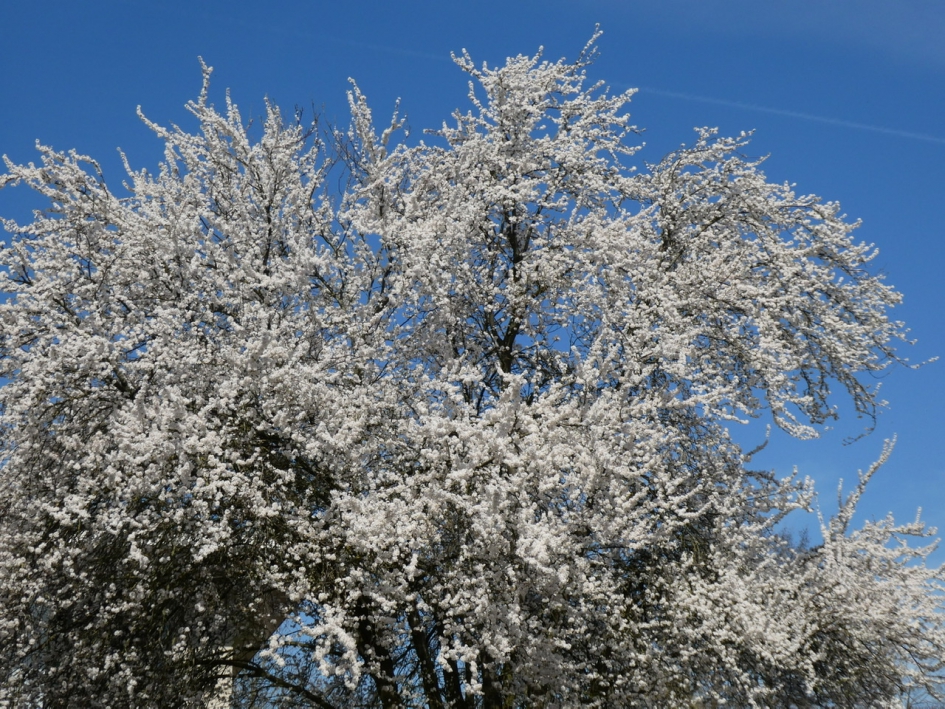 Voorjaar - Planten - 