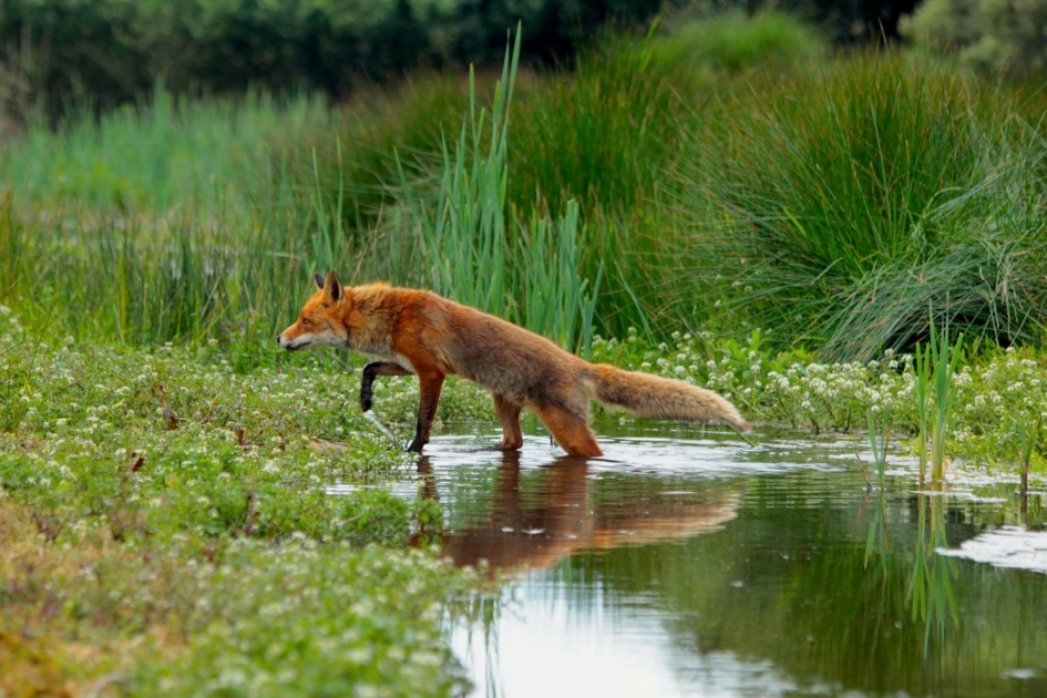 #puzzel - Zoogdieren - Vos