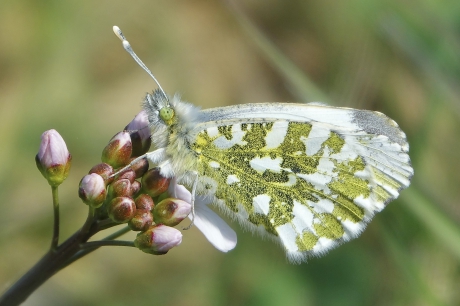 Vrouwtje Oranjetip op Pinkesterbloem