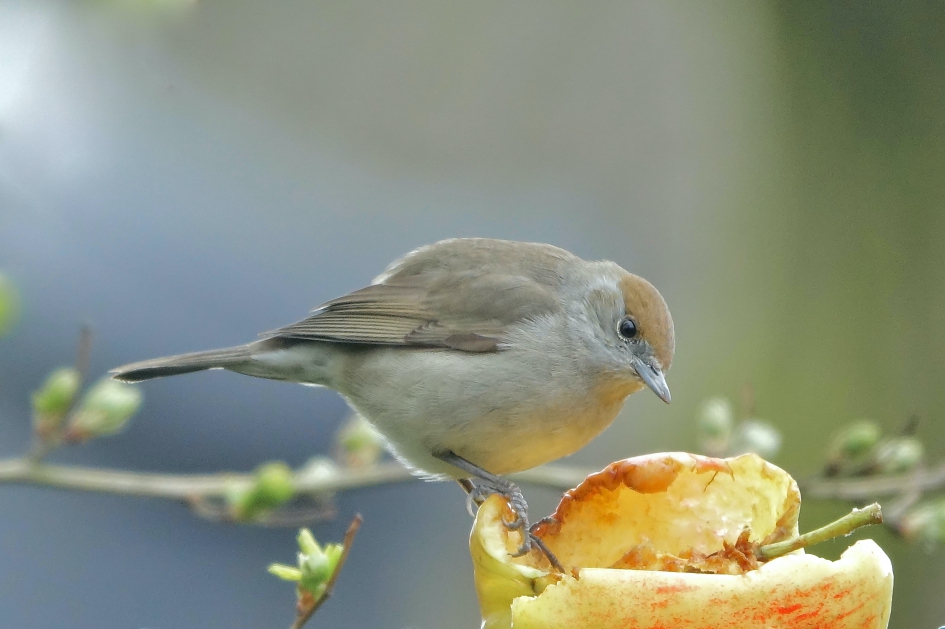 Vrouwtje Zwartkop - Vogels - Zwartkop