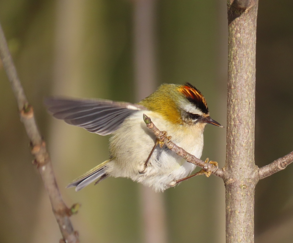 Vuurgoudhaantje - Vogels - Vuurgoudhaantje