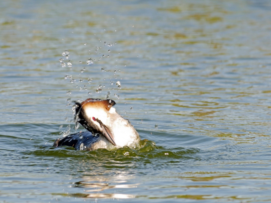Wassende fuut #puzzel - Vogels - Fuut