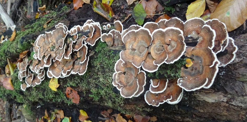 Wat een sporen ! - Schimmels - Gewoon Elfenbankje