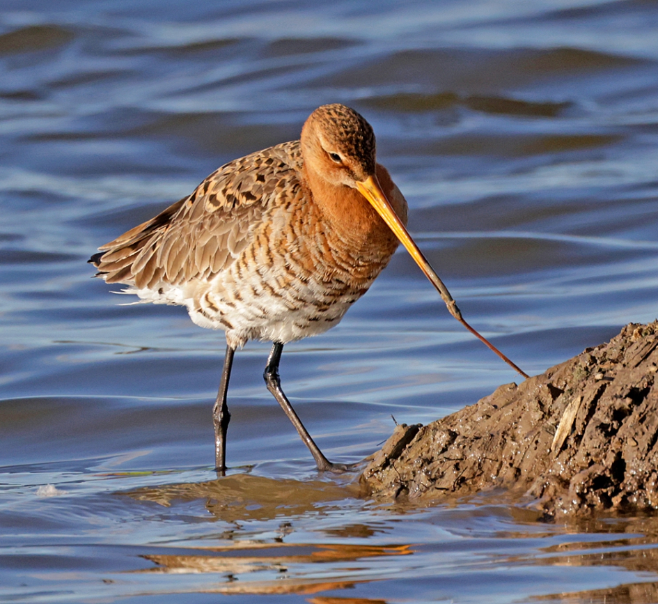 Wat eet de Grutto? - Vogels - Grutto