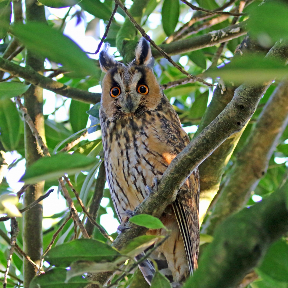 Wat nu weer? - Vogels - Ransuil