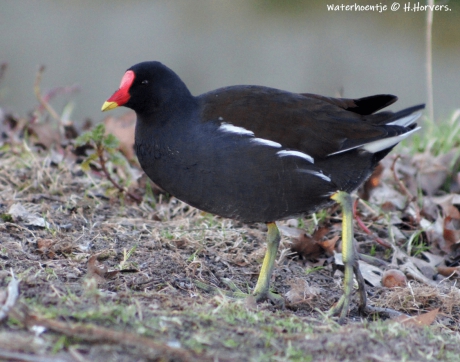 Waterhoentje