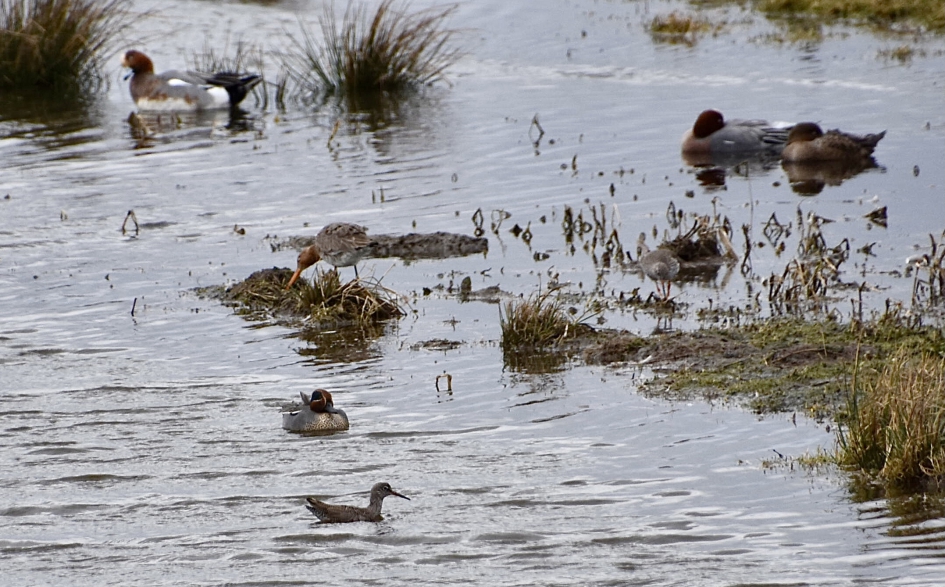 Watervogels 2 - Vogels - 