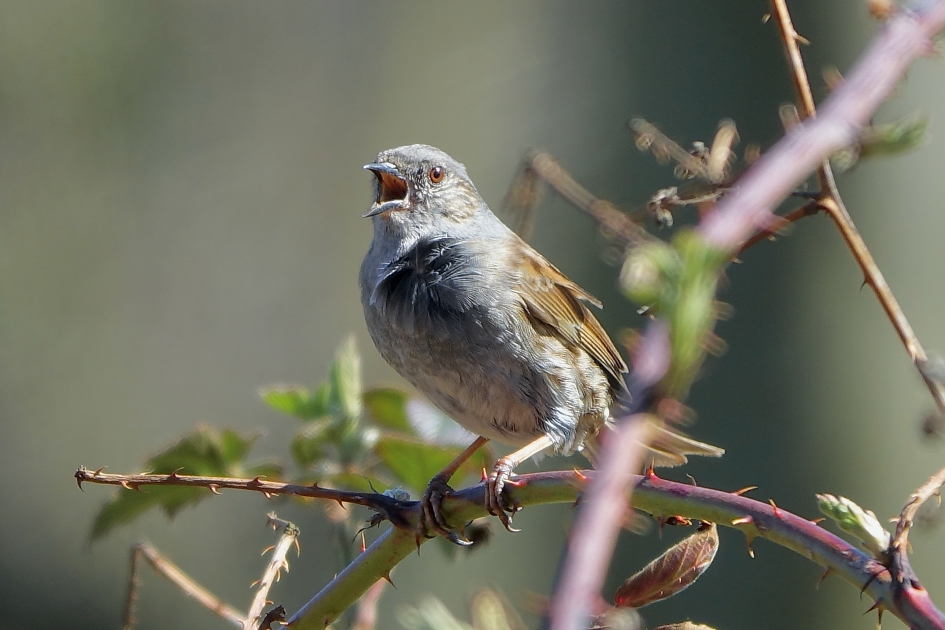 Wie zingt daar in het struikgewas? - Vogels - Heggemus