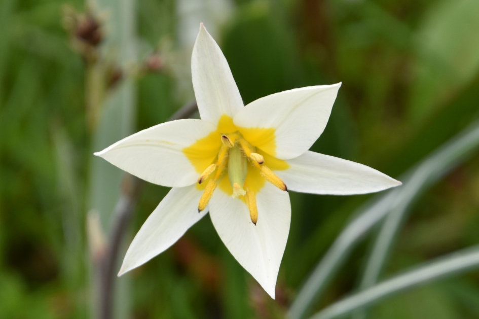 Wild tulpje - Planten - 
