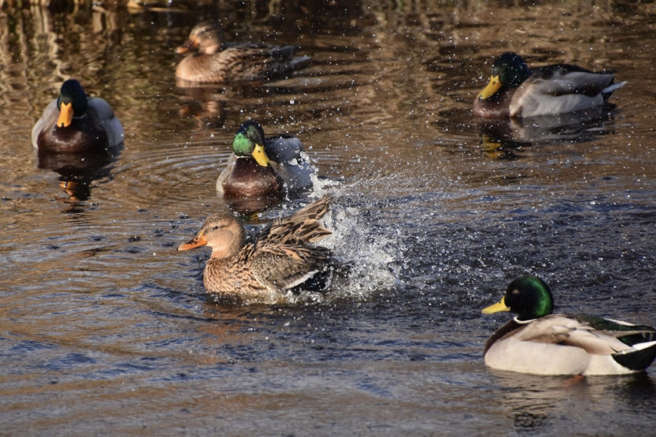 Wilde eenden - Vogels - 