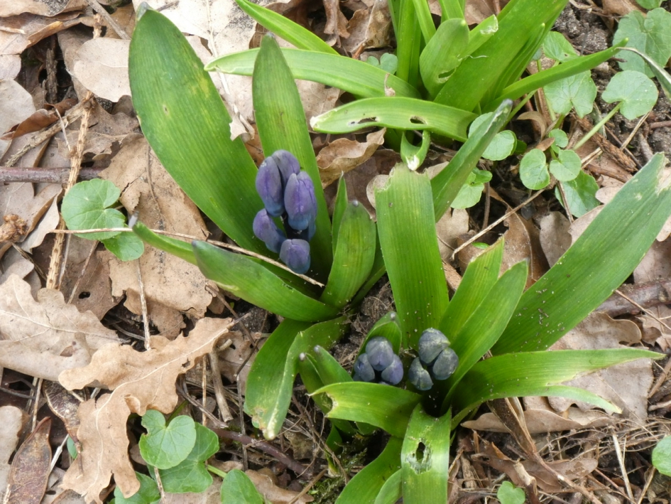 Wilde hyacinten - Planten - 