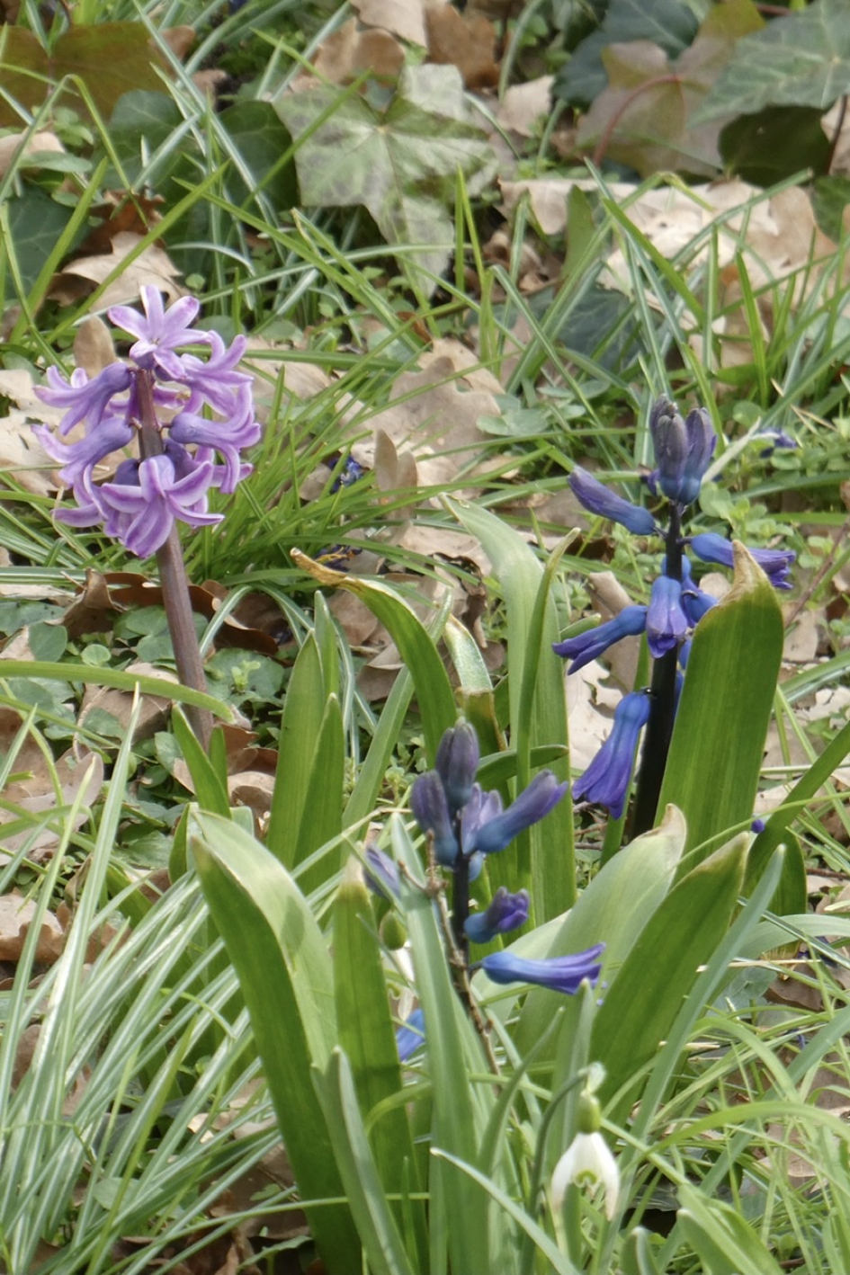 Wilde hyacinten - Planten - 