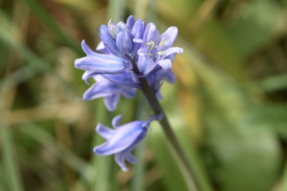 Wilde hyacintjes - Planten - 