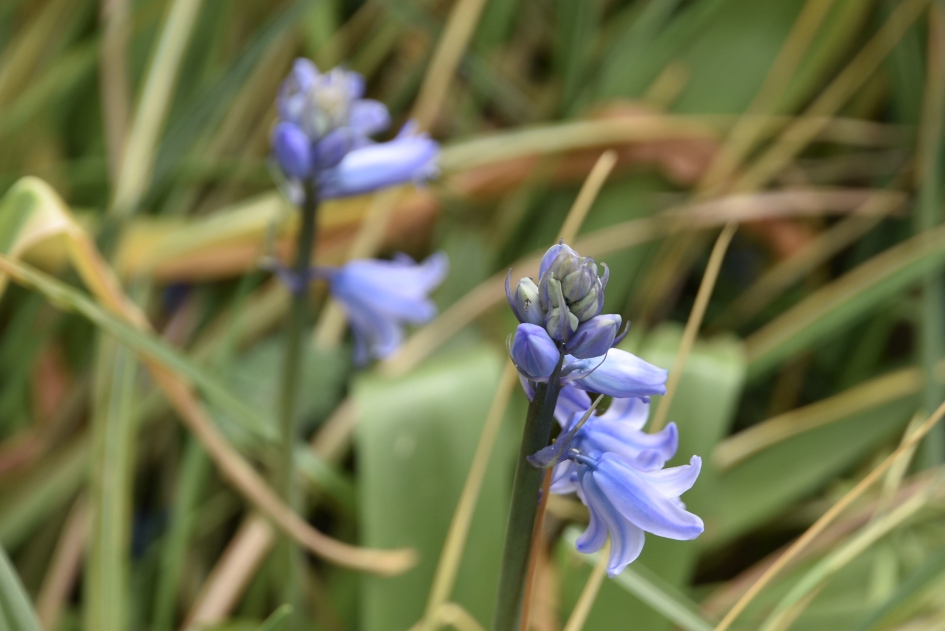 Wilde hyacintjes - Planten - 