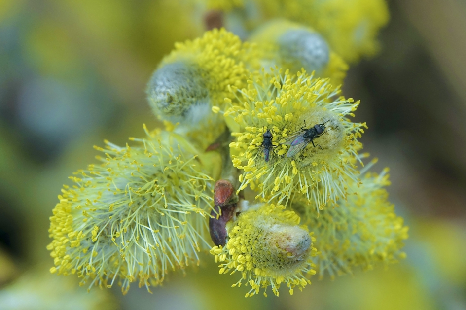 Wilg in bloei - Planten - Wilg