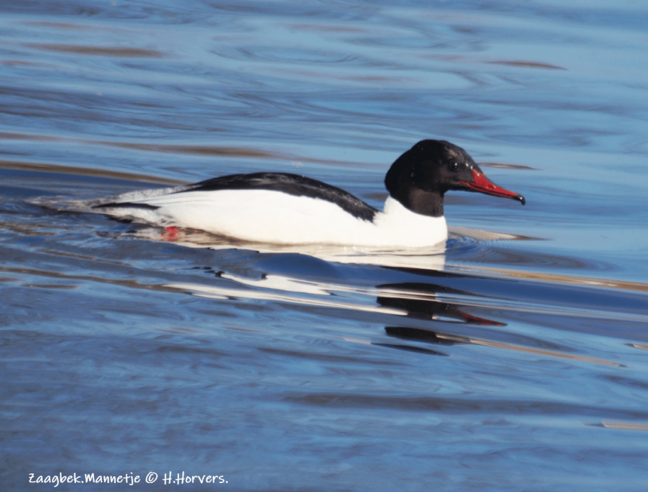 Zaagbek-mannetje. - Vogels - Zaagbek-mannetje.