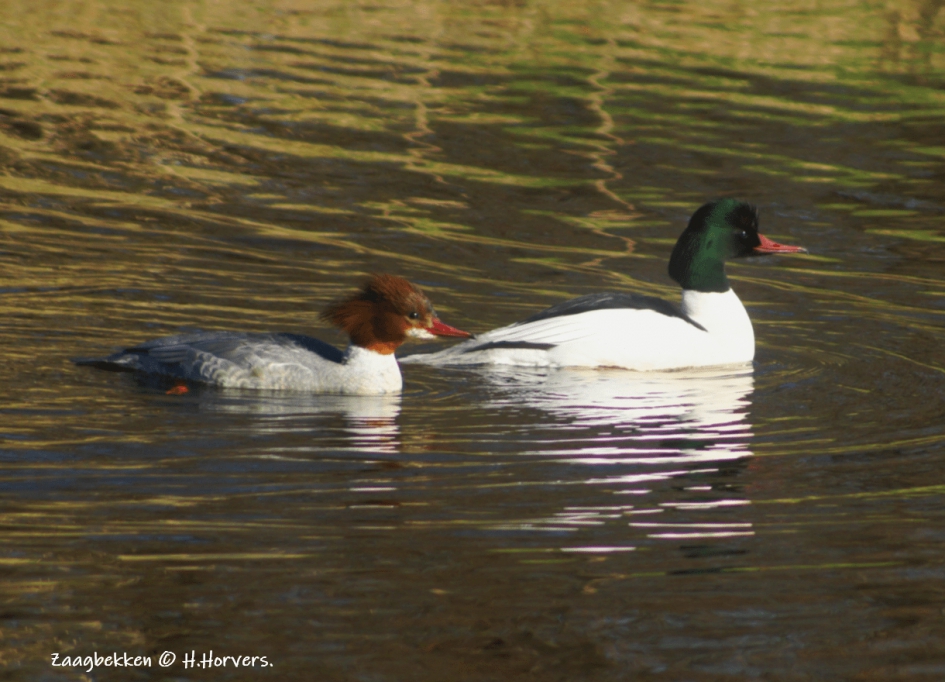 Zaagbekken - Vogels - Zaagbekken