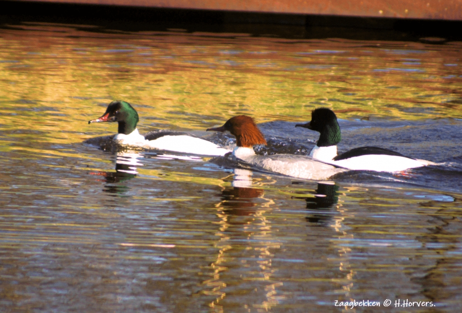 Zaagbekken - Vogels - Zaagbekken