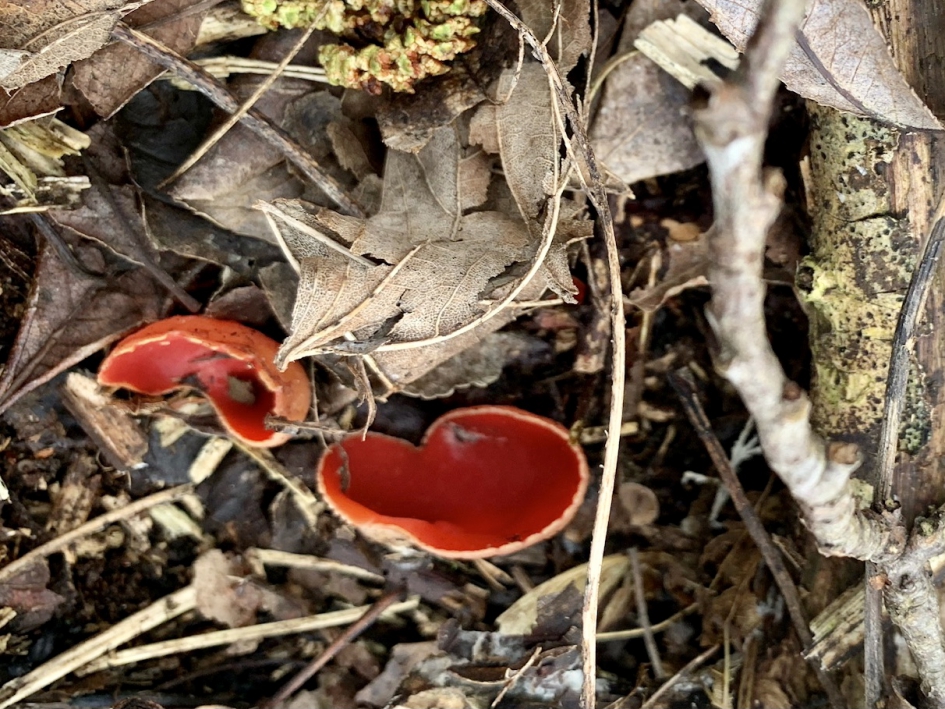 Zeldzame rode kelkzwam Amsterdamse bos - Schimmels - Rode Kelkzwam