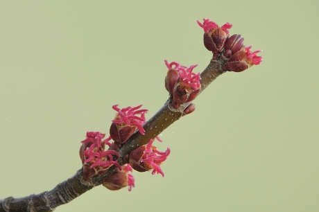 Zilveresdoorn in bloei