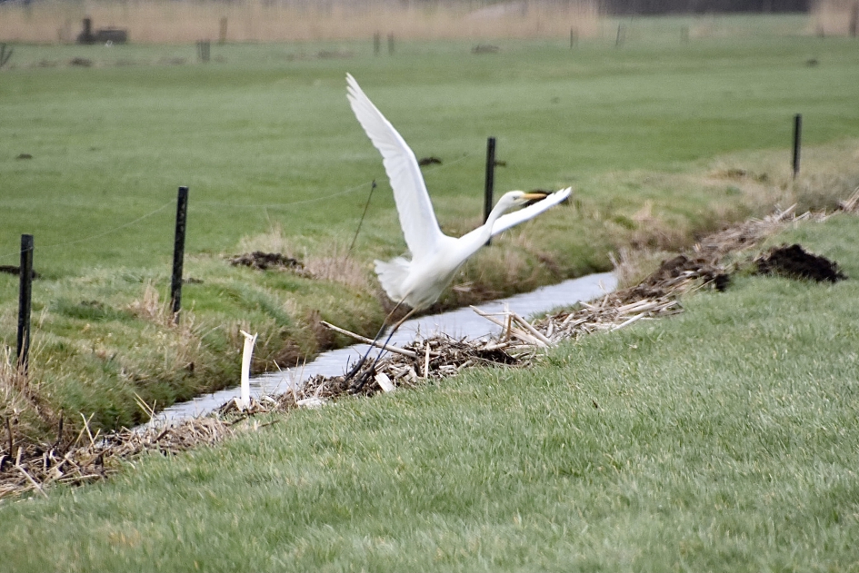 Zilverreiger - Vogels - 