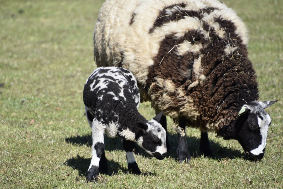Zo moeder, zo dochter - Zoogdieren - 