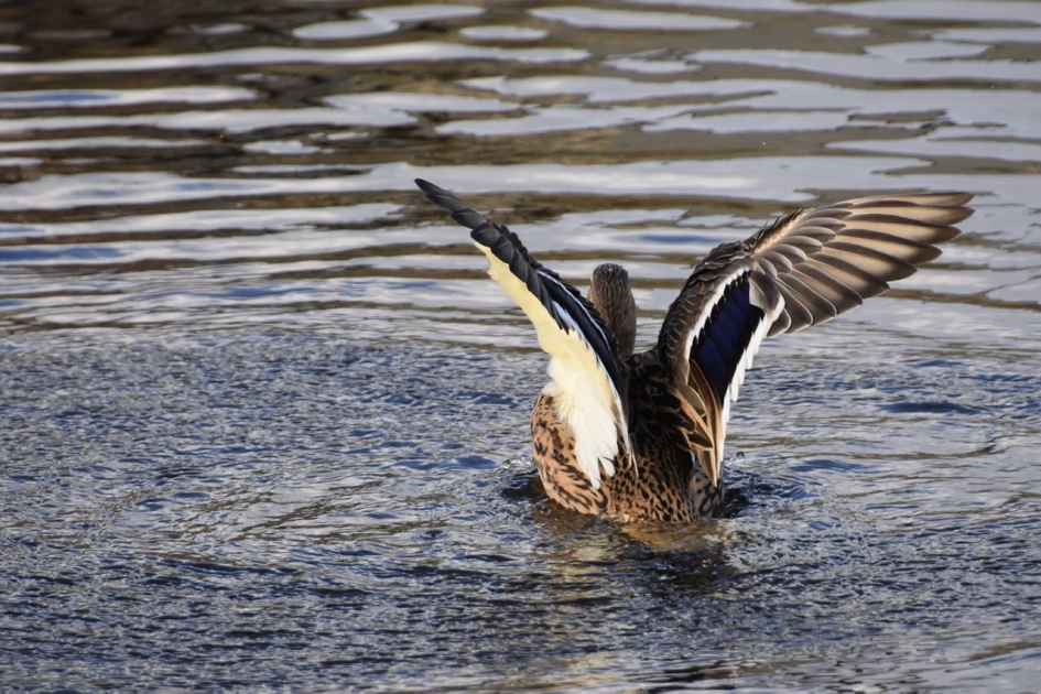 Zo zie je ze nog beter... - Vogels - 