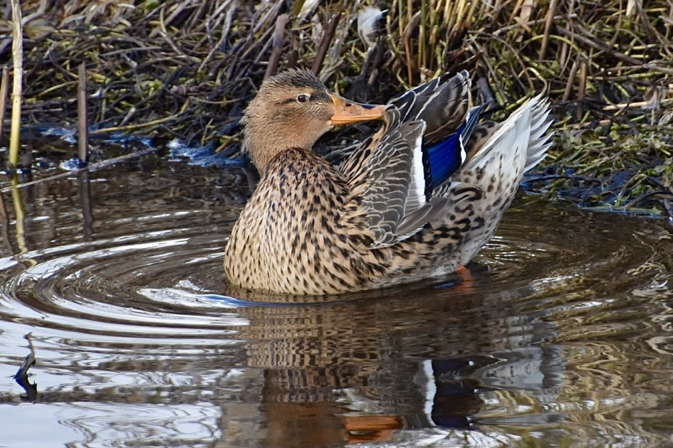 Zo zien mijn vleugels er uit.... - Vogels - 
