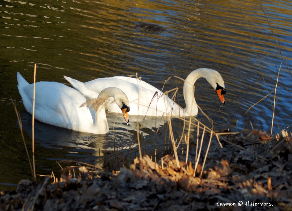 Zwanen - Vogels - Zwanen