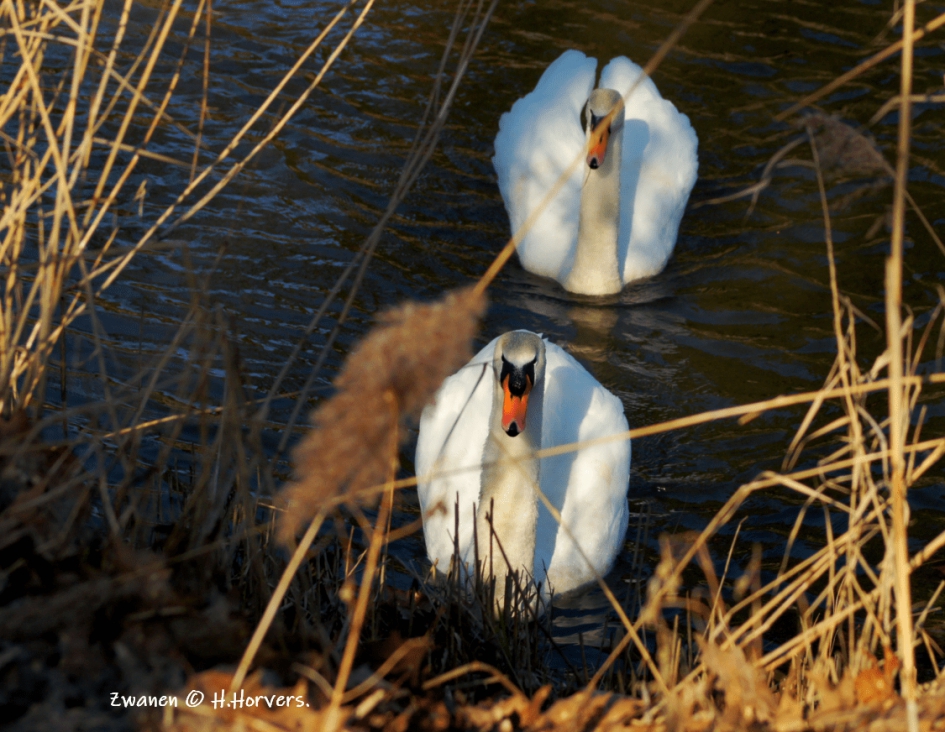 Zwanen - Vogels - Zwanen