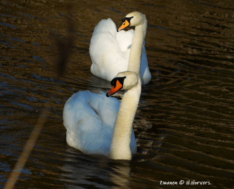 Zwanen - Vogels - Zwanen