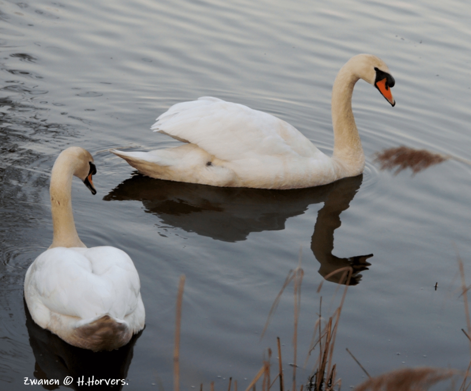 Zwanen - Vogels - Zwanen
